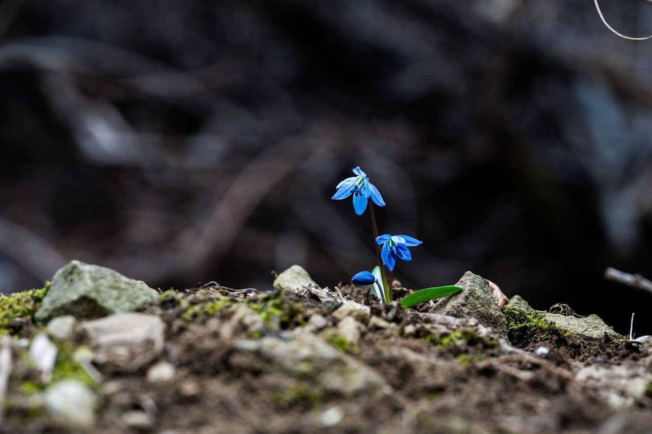 Le retour du printemps